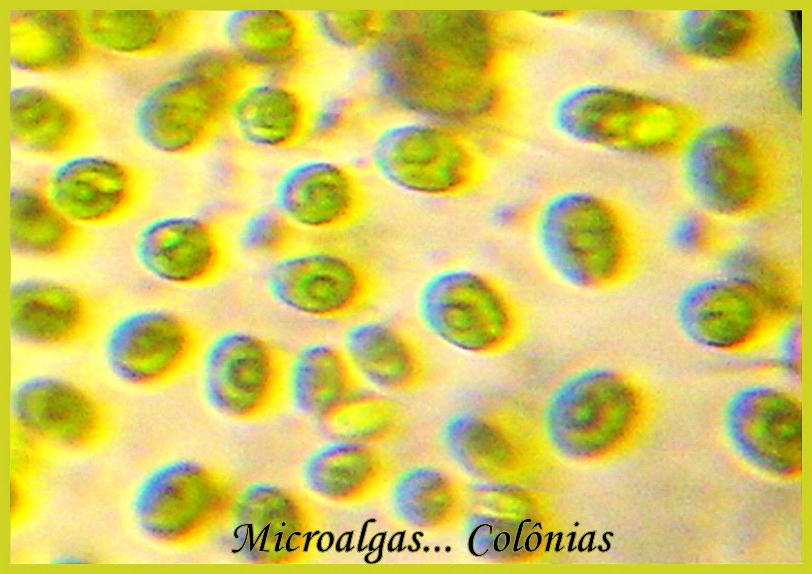 Cultivo de Microalgas em Fotobiorreatores: Colônias... Microalgas...
