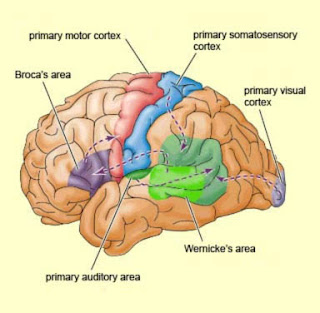 [Resim: cortex+picture.jpg]