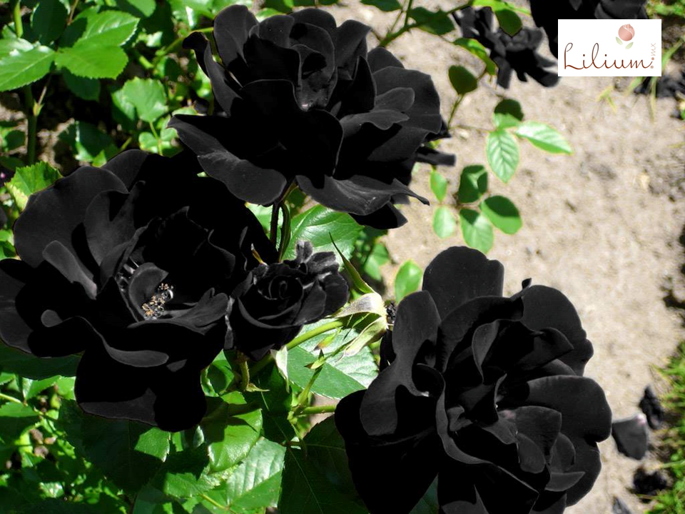 El único lugar del mundo donde crecen rosas negras - Tu zona de encuentro