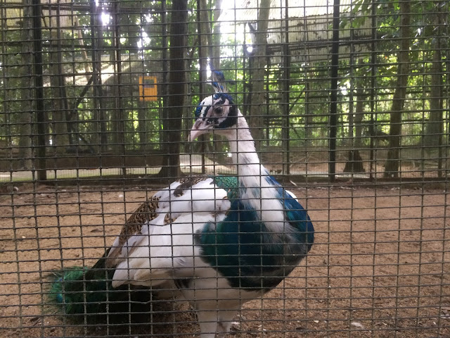 zoo kemaman zoo kemaman