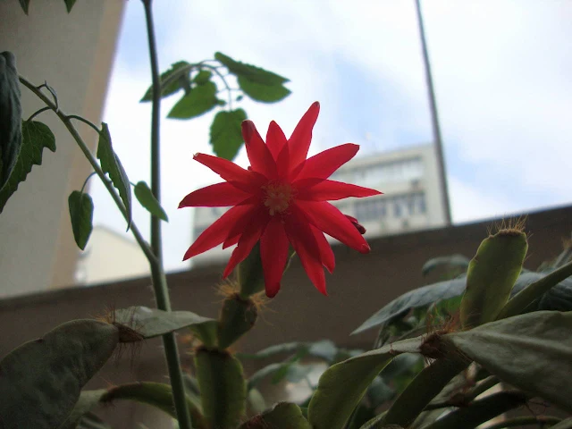 flor vermelha de cactus