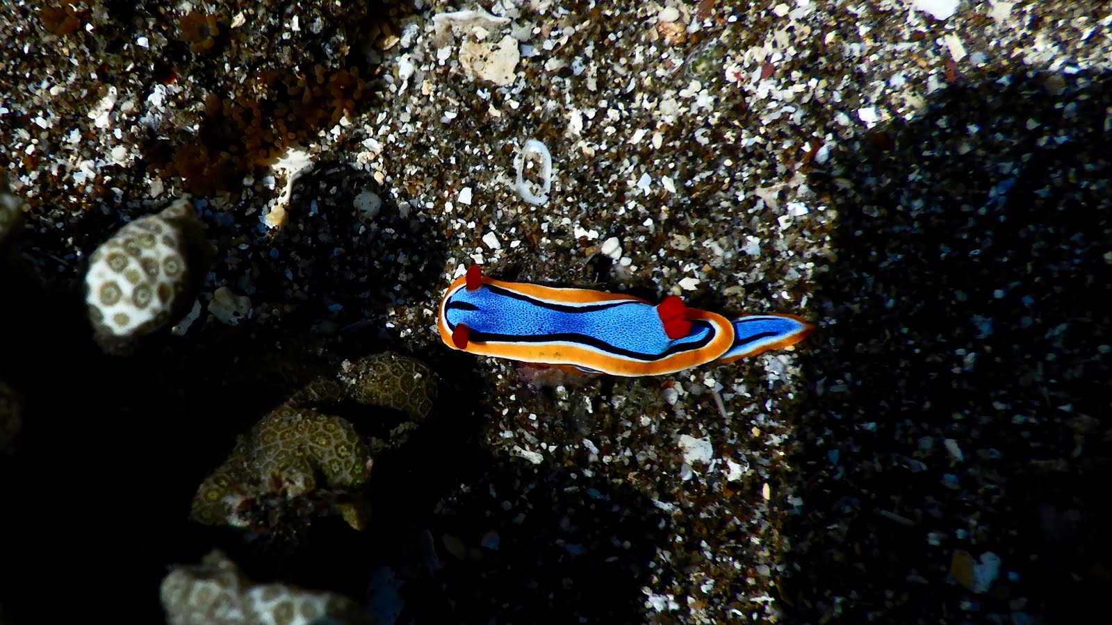 Magnifique nudibranche