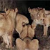 Ποιό ζώο... φοβήθηκαν 17 λιοντάρια;