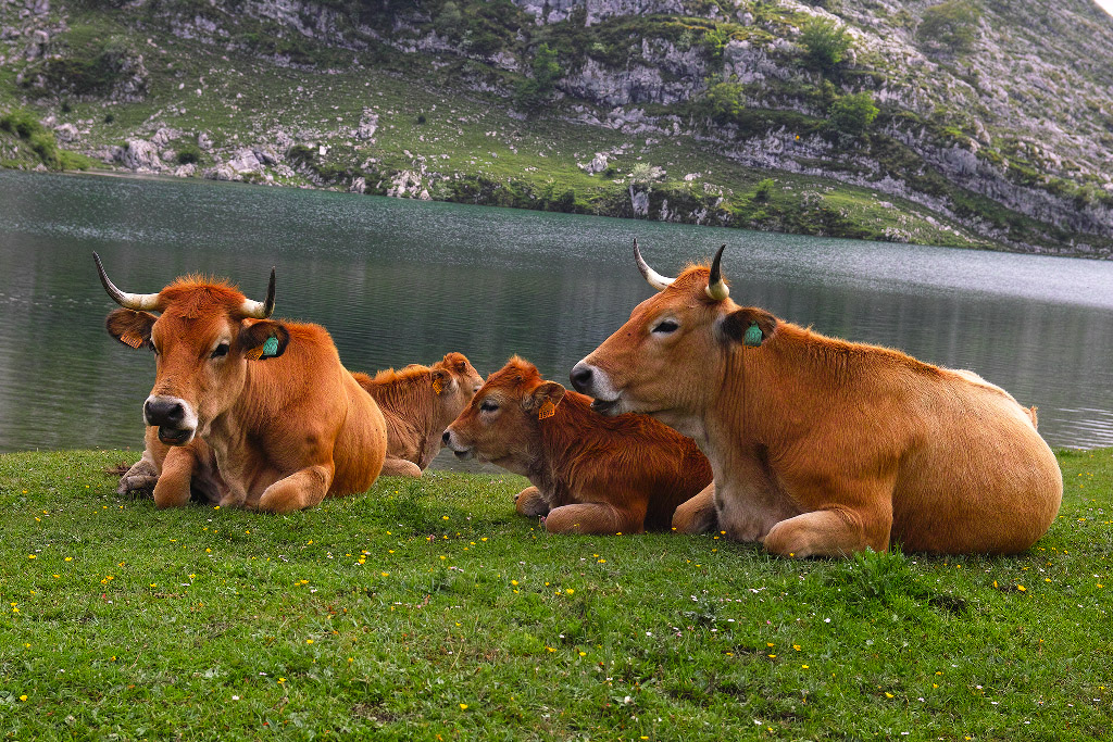 MITOLOGÍA PARA NIÑOS Ulises y las vacas del Sol. La profecía de