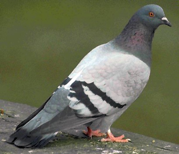 Feral Pigeon Birds World