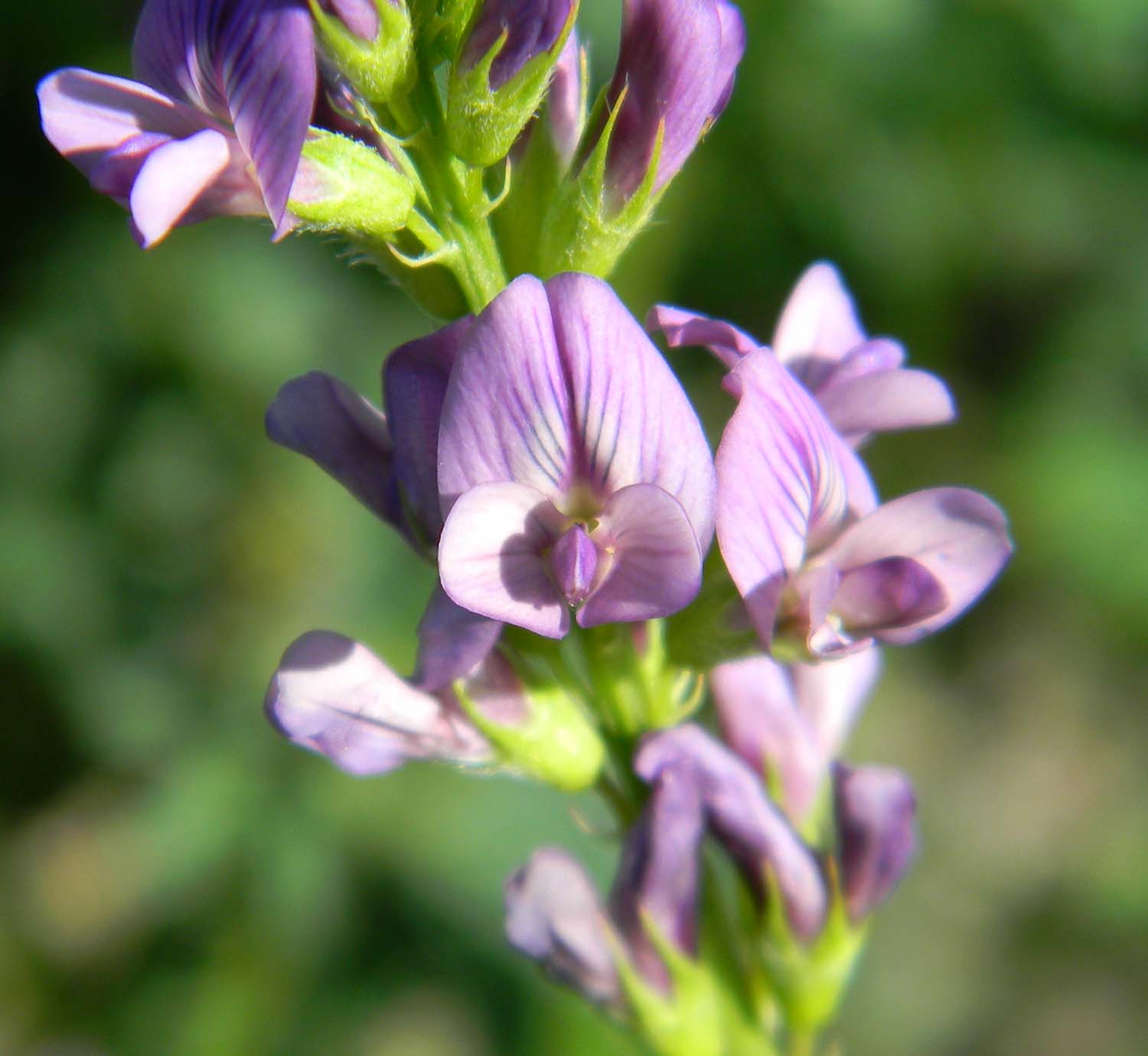 Owyhee Agriculture Flowers