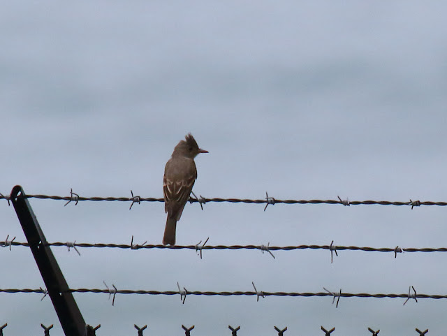 rare Greater Pewee in San Diego rare Greater Pewee in San Diego