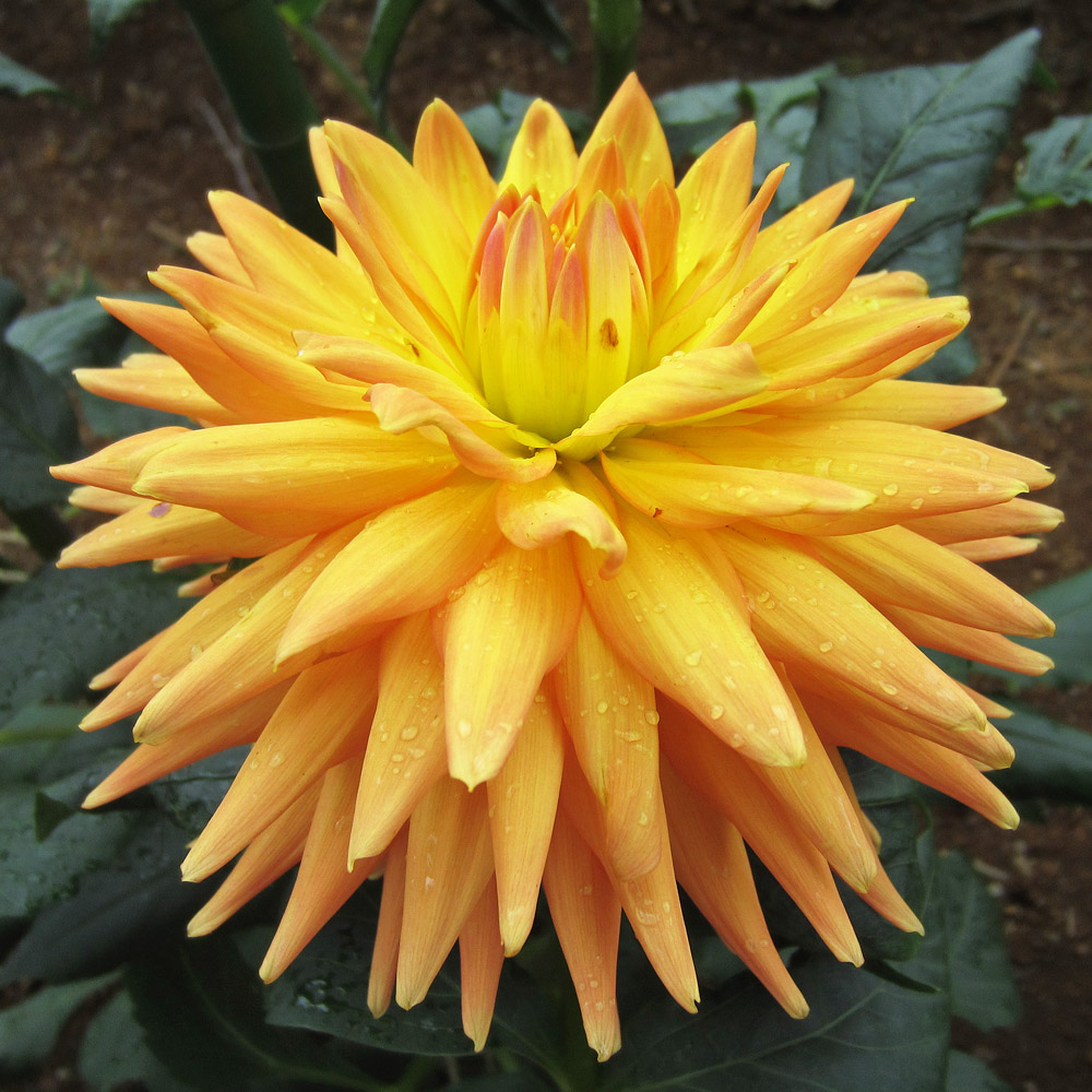 Japanese Dahlias at the Jindai Botanical Gardens in Japan