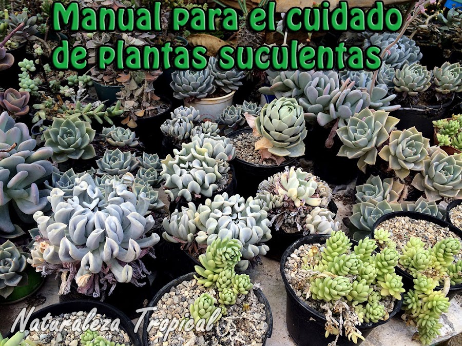 Manual para el cultivo de plantas suculentas