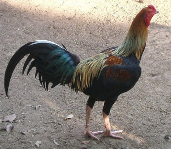 Ayam Birma 2017: Ciri - Ciri Ayam Burma Asli yang Bagus Original