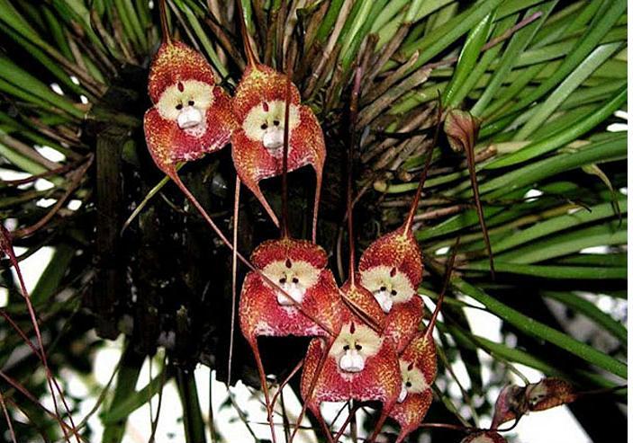 Orquídeas - Fonte de Terapia