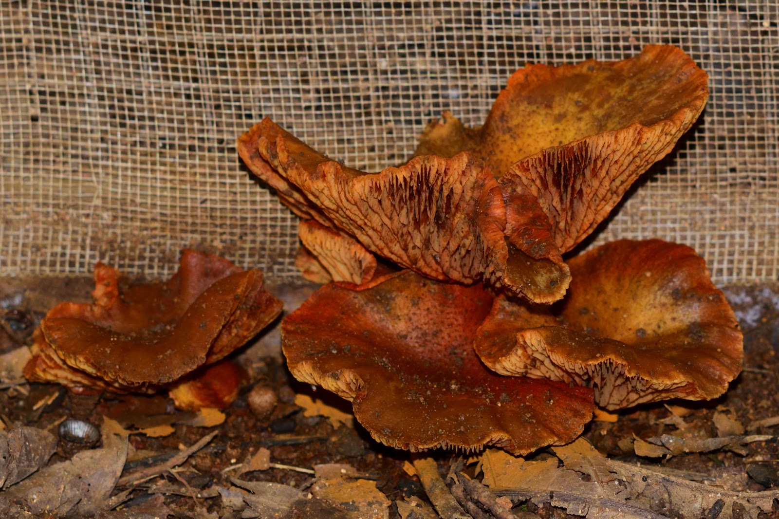 Fungus Growing on Wood in Puriscal