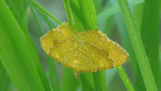 Camptogramma bilineata DSC57379