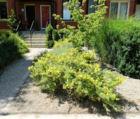 Leslieville front garden cleanup Paul Jung Toronto Gardening Services after