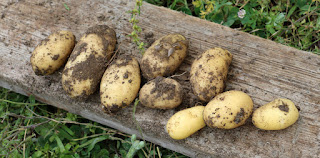 We pulled these from three plants We pulled these from three plants