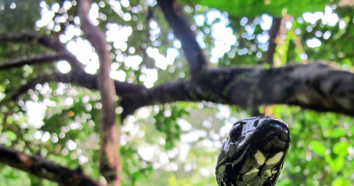 The Herpetology of Trinidad and Tobago Tiger Rat Snake, Spilotes pullatus