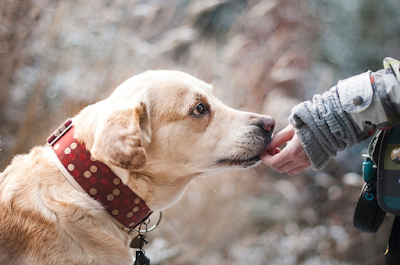 Dog Anxiety Medication Dog Anxiety Medication