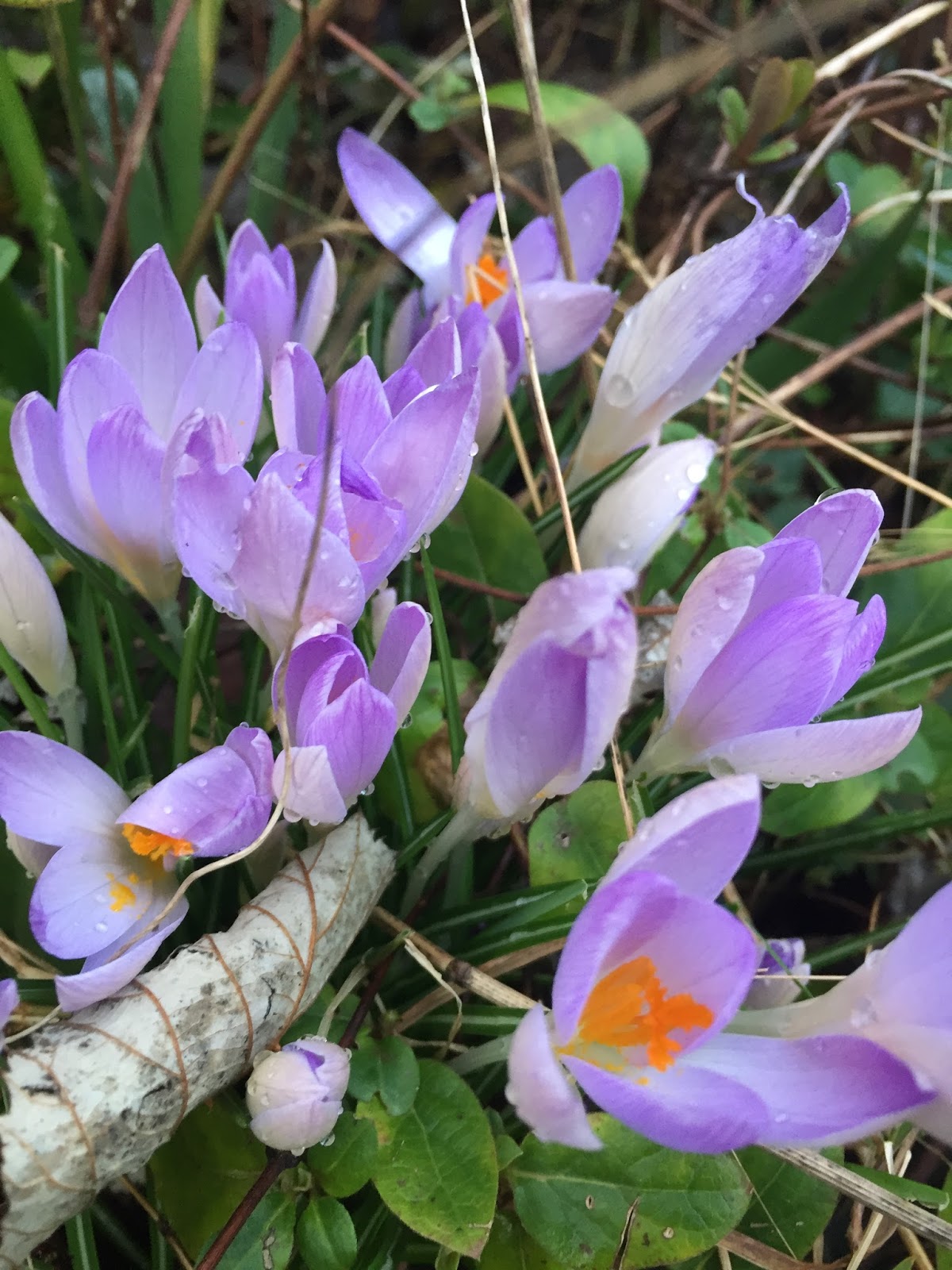 Early March Flowers What's in my Garden 2018