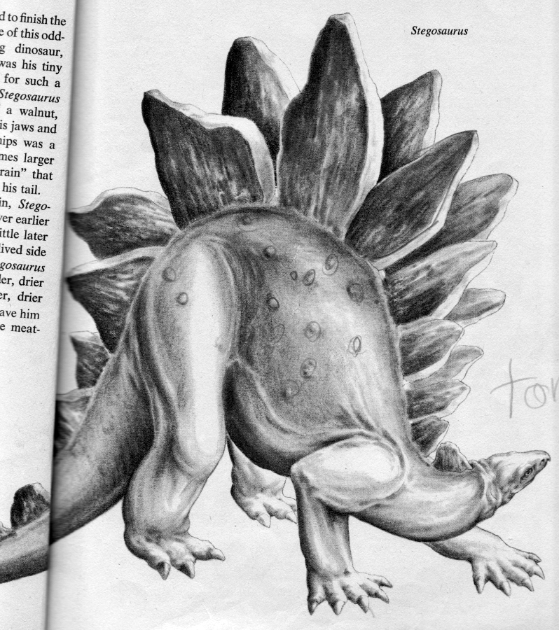 Bat Und Zwergtyrann Gleich Zwei