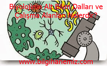 Biyolojinin Alt Bilim Dalları ve Çalışma Alanları Nelerdir?