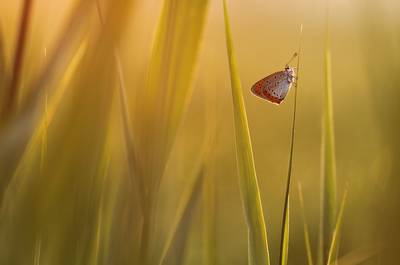 Download Some Awesome Chrome OS Wallpapers Butterfly by Johannes van Donge