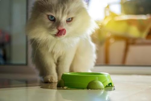 6 Harmful Foods Your Cat Should Never Eat 6 Harmful Foods Your Cat Should Never Eat