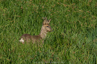 Naturfotografie wildlife Rehbock