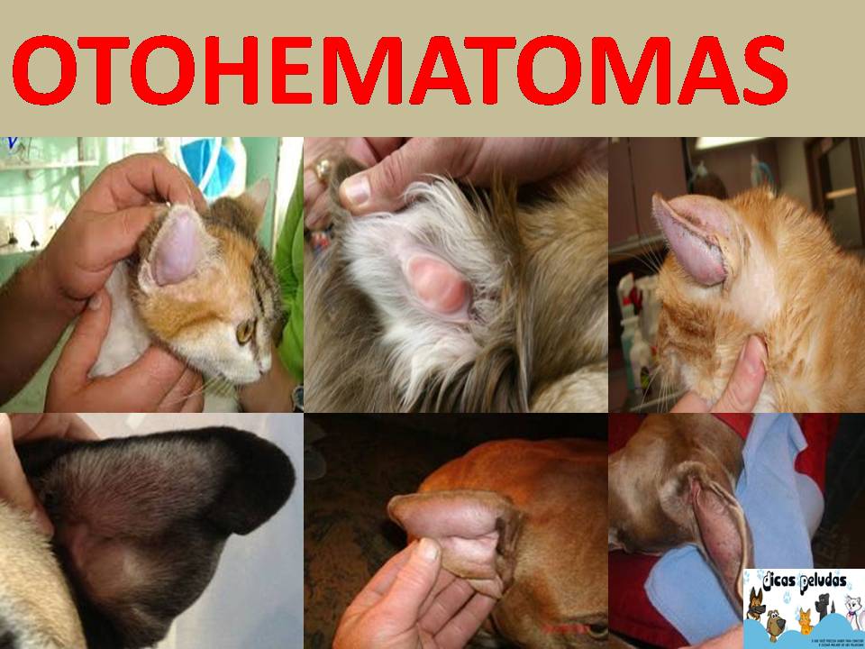 Orelha inchada cao Clearance