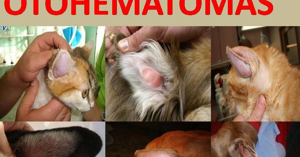 O Que Pode Ser Um Caroço Atras Da Orelha