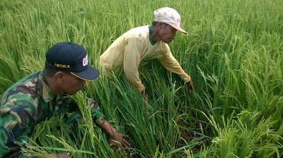 BABINSA SAMBIREJO BERSAMA MANTRI TANI DAMPINGI PETANI CEK HAMA TANAMAN PADI