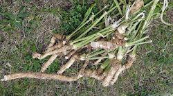 Horse radish roots