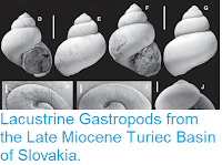 http://sciencythoughts.blogspot.co.uk/2016/04/lacustrine-gastropods-from-late-miocene.html
