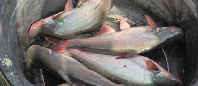 Ini Dia Penyakit Ikan Patin dan Obat Alaminya Cepat Sembuh