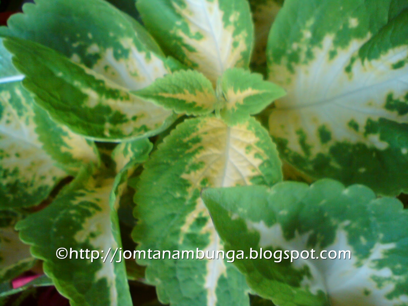 Jom Tanam Bunga Hati Hati Dengan Pokok Ati Ati