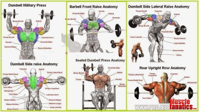 SEARCH AND BUY THIS PRODUCT The Six Best Shoulder Exercises - all-bodybuilding.com