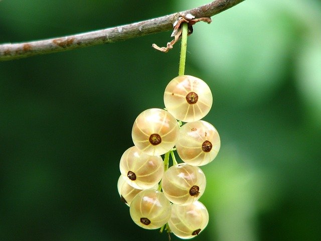 Mengenal Gooseberry, Buah Kecil Yang Kaya Segudang Manfaat, buah gooseberry