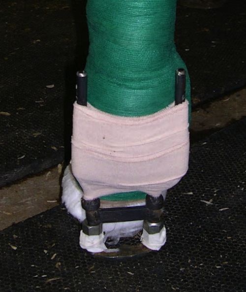 equine fetlock brace stability design to support suspensory ligament collapse