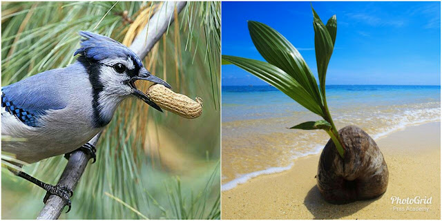 Pras Academy Smp Penyebaran Biji Tumbuhan