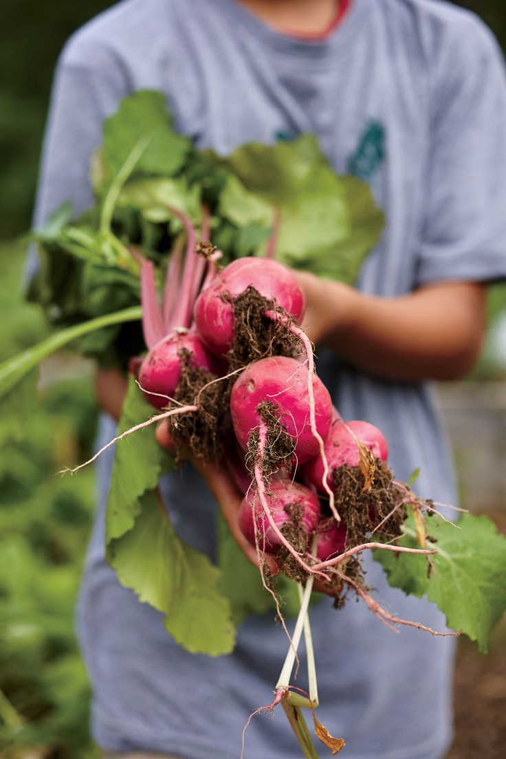 Tips on How to Grow Radish