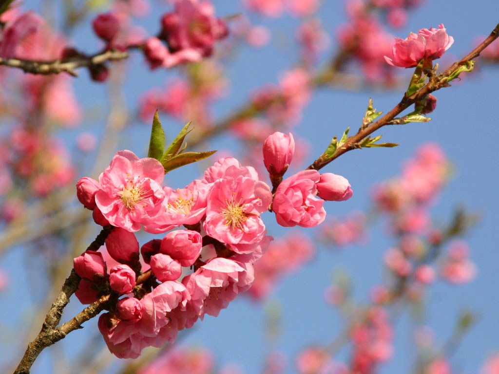Kumpulan Gambar Bunga Sakura  Pilihan Sangat Cantik dan 