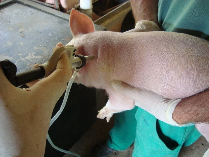 vacinando-porco-suino-leitao-vacinacao