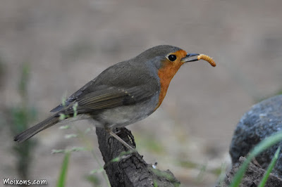 Pit-roig (Erithacus rubecula)