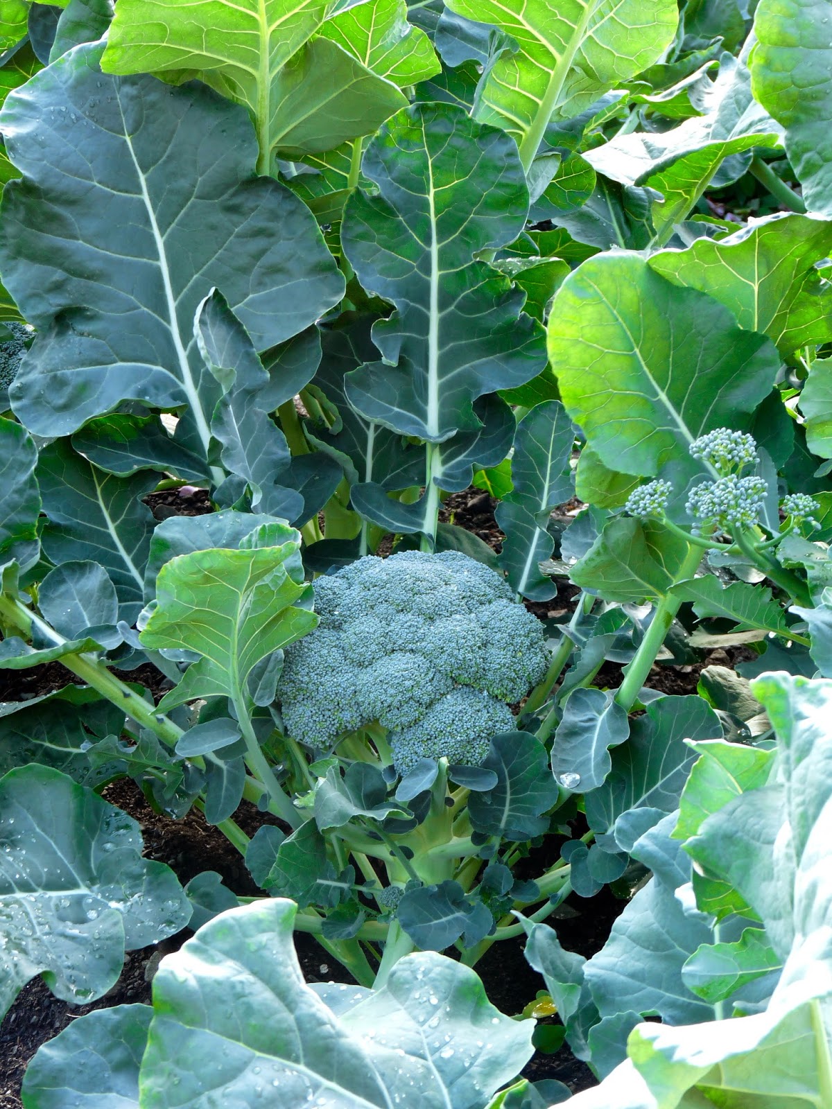 SITKAVORES BRASSICAS&hellip; broccoli, cabbage, cauliflower