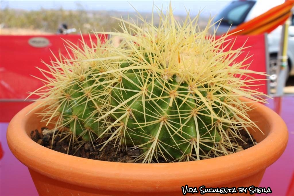 Vida Suculenta: Espinhos de Cactos - Dicas de manuseio e função