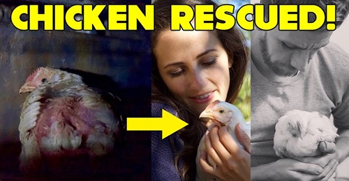 CHICKEN RESCUED