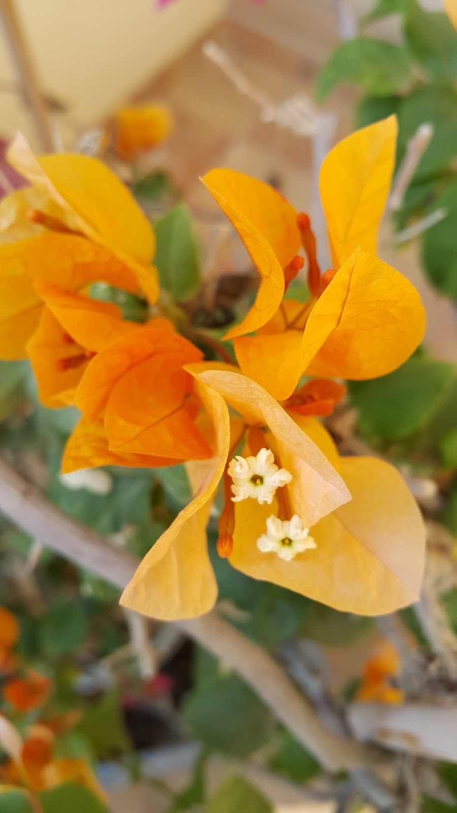 Brenda Hyde Flowers In Bahrain