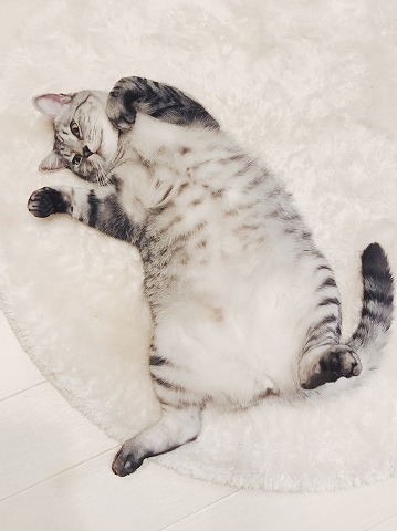 お腹を出して仰向けに寝っ転がっているサバトラ猫