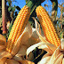 La FAO pronostica una “cosecha favorable” de maíz para América Latina en 2017 