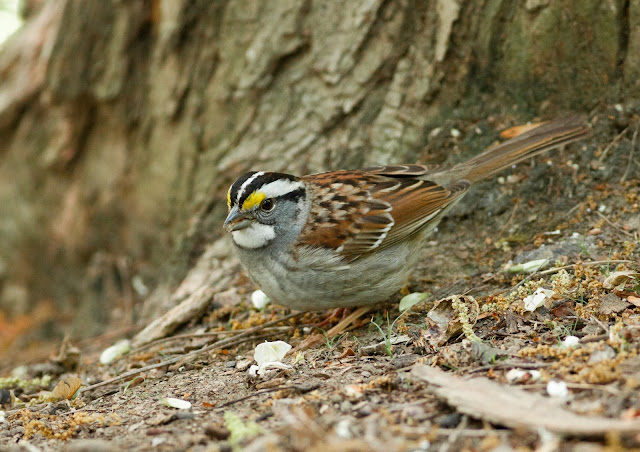 White-throated Sparrow - Central Park, New York