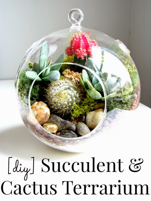 DIY succulent & cactus terrarium poster.